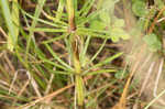 Yellow Spring bedstraw 